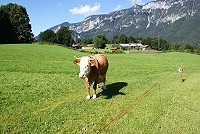 Landwirtschaft bei Bischofswiesen