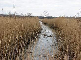 Schilf im Nationalpark Stettiner Haff