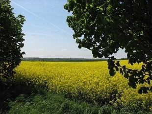 Rapsblüte nahe Groß Schwansee