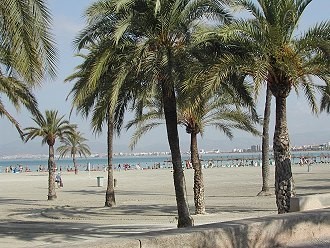 Traumstrand mit Palmen in Arenal