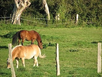 Pferde auf einer Koppel im Weserbergland Pferde auf einer Koppel im Weserbergland