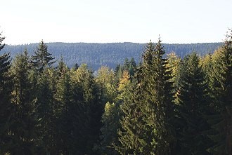 Urige Waldgebiet im Teutoburger Wald Urige Waldgebiet im Teutoburger Wald