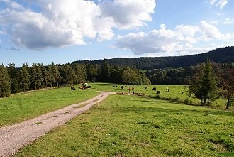 Idyllische Wiese mit Kühen in Oberfranken