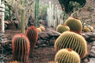 Kakteenpracht auf der Kanareninsel La Palma