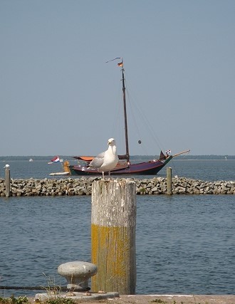 Pier in Dranske auf Rügen, Möwe Pier in Dranske auf Rügen, Möwe