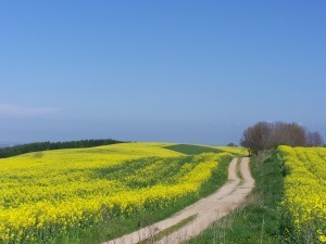 Feldwege um Wohlenberg